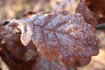 liść pokryty mrozem jako tło zimowe