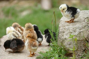 baby chicken and chicks © kakar