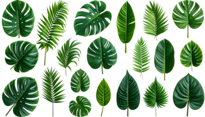 Twenty tropical leaves in various shapes and sizes are isolated on a black background