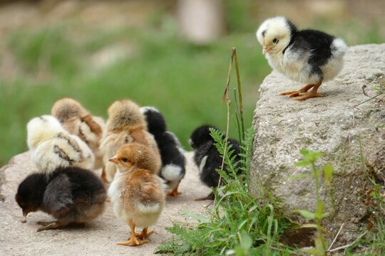 baby chicken and chicks