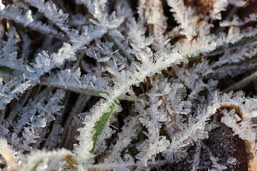 szron na roślinach jako krajobraz zimy