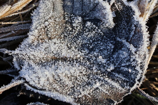 liście pokryte mrozem jako symbol zimy