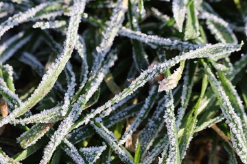 zielone tło zimowe pokryte mrozem