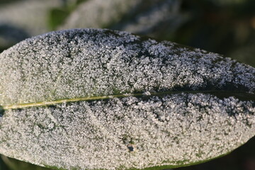 zimowe tło liść pokryty kryształkami lodu
