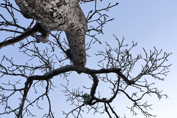 A lonely leafless tree stands isolated on a snowy mountain hill against a cold blue winter sky, creating a stark black silhouette within the white frozen landscape