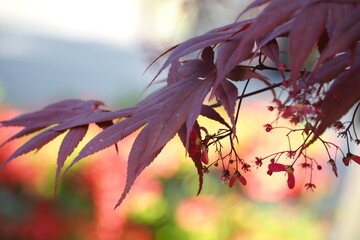 植物　木々　風景