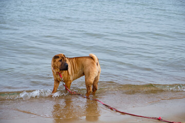 Close up Shar Pei dog standing on a sandy beach by the Baltic Sea near the shoreline. Summer seaside scene with calm water, pet lifestyle, travel, nature, and outdoor leisure concepts