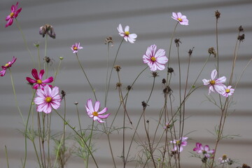 A closeup of bright pink and white cosmos blossoms blooming in a beautiful summer garden field showcases the macro beauty of spring flora in nature