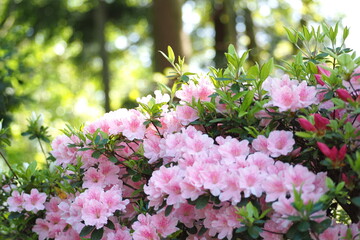植物　5月　花　公園