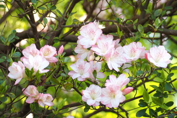 植物　5月　花　公園