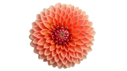 Isolated orange dahlia flower, petals arranged in a circular shape, intricate center detail
