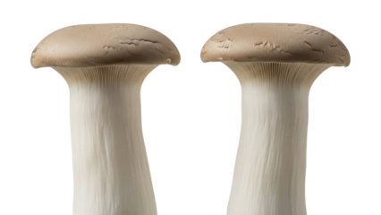 Isolated fresh king oyster mushrooms culinary ingredient edible fungi food and vegetarian diet