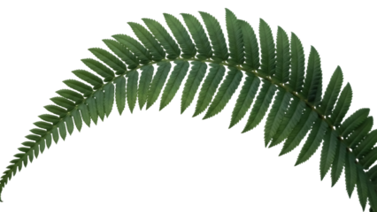 Isolated dark green fern frond curves over a light backdrop, nature, tropical foliage