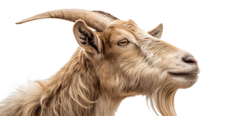 Close-up portrait of a goat head. Detailed farm animal isolated on transparent background.