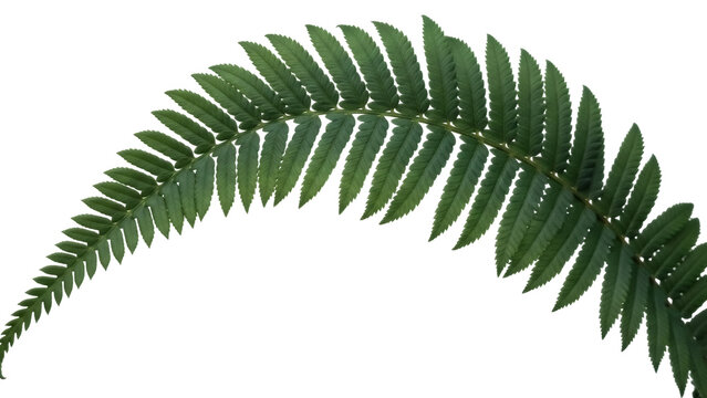 Isolated dark green fern frond curves over a light backdrop, nature, tropical foliage