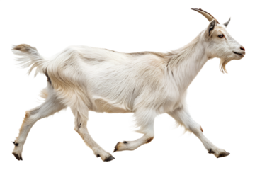 Goat walking forward. Dynamic farm animal isolated on transparent background.