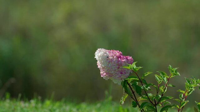 A small, low bush of tiny hydrangeas grows alone amid green nature. The wind gently sways its green leaves. Shot at medium distance