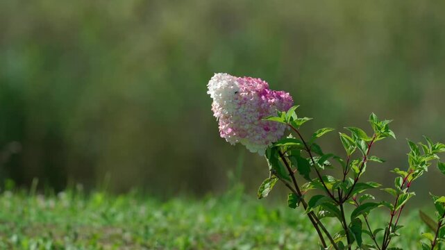 A small, low bush of tiny hydrangeas grows alone amid green nature. The wind gently sways its green leaves. Shot at medium distance