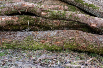 Pile of felled trees in a forest, deforestation industry in the rural countryside