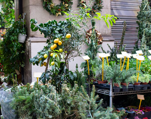 decorative lemon tree among fluffy christmas pine trees on the street, festive flower shop display