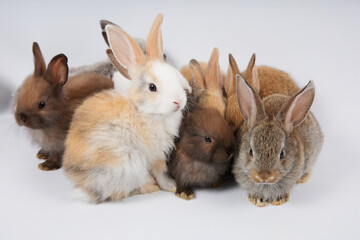 Obraz premium portrait group of baby rabbits isolated on white background