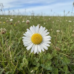 daisy in the grass