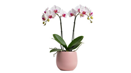 Isolated phalaenopsis orchid with pink accents in pink pot, indoor blooming beauty