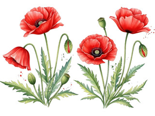 Obraz premium Vibrant red poppies isolated on transparent background