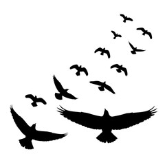 silhouette of birds PNG isolated on transparent background