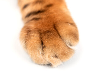 Cat paw close up