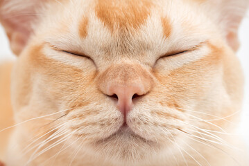 Close-up of a cats face