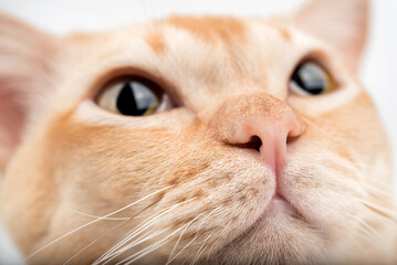 Close-up of a cats face