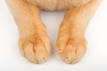 Close-up of cat paws