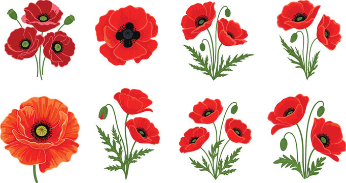 Beautiful set of red poppy flower illustrations with green leaves and buds for floral arrangements and spring designs.
