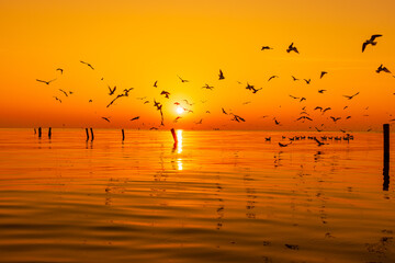 Golden Hour Flight: Seagulls Soaring Over the Ocean at Sunset,A breathtaking wide-angle shot of a...