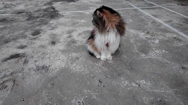 Curious fluffy calico cat sitting on textured concrete, gazing away with striking mix of orange, black, and white fur, creating serene atmosphere in domestic setting