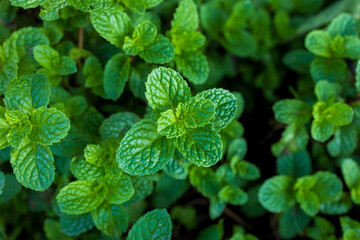 Fresh Green Mint Leaves Background in Organic Garden,Close-up of vibrant, fresh green mint leaves growing in an organic garden, showing detailed texture and natural patterns. Ideal for culinary, © banjongseal324
