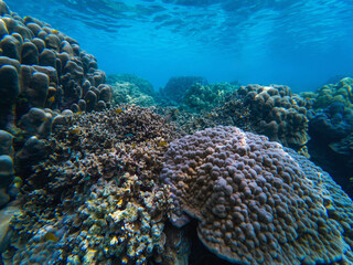 Underwater scene showing vibrant coral reef ecosystems with diverse marine life. This ecosystem is important for biodiversity and ocean health.