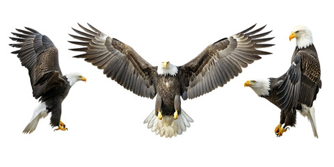 Three Bald Eagles in Flight on White Background isolated on a transparent background birds flying wings spread