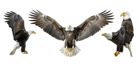 Three Bald Eagles in Flight on White Background isolated on a transparent background birds flying wings spread