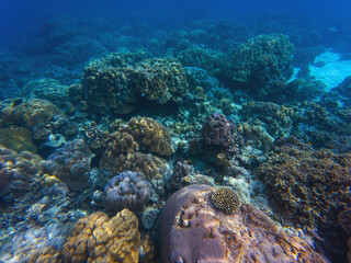 Fototapeta premium Underwater scene displays coral reefs hosting diverse marine life. Protecting these ecosystems is vital for biodiversity and ocean health.
