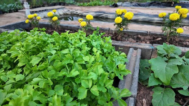 Vibrant Garden of Fresh Green Herbs and Colorful Flowers Thriving Cilantro and Marigold Plants Showcase Natures Beauty and Joy of Cultivation in Lush Greenery