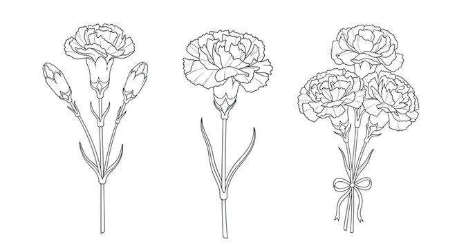 A set of three black and white line art illustrations of carnation flowers including buds and a small bouquet.