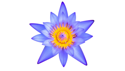 Overhead view of a vibrant blue and yellow flower isolated on a black background
