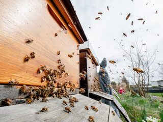 Sammelflug der Honigbiene