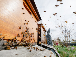 Bienen beim Nektar sammeln