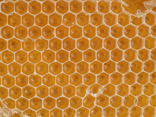 Bienenwabe mit Nektar und Honig