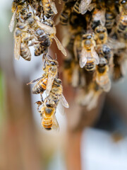 Bienen halten sich fest an Bienen