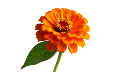 Vibrant orange flower with a green leaf and stem set against a solid black background