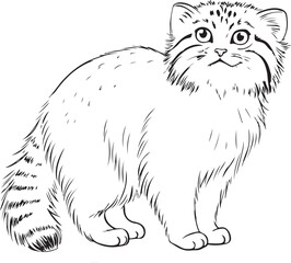 Obraz premium Pallas's cat Hand-drawn Sketch Drawing Vector Illustration, Line Linear Symbol Engraving Coloring Book, Black and White Isolated